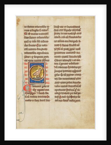 A Partridge by Anonymous