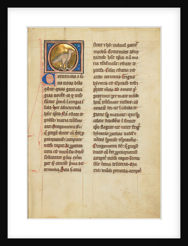 A Quail by Anonymous