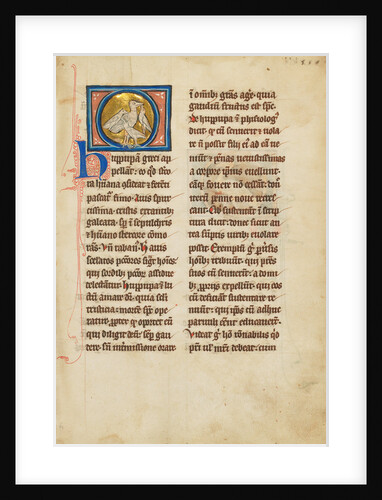 A Hoopoe by Anonymous