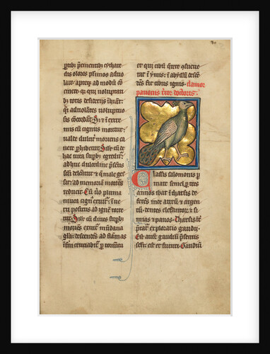 A Peacock by Anonymous