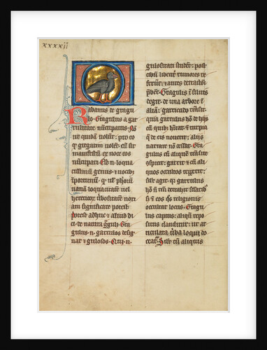 A Jackdaw by Anonymous