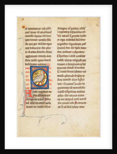 A Goose by Anonymous