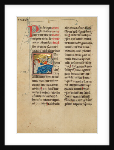 Caladrius Birds by Anonymous