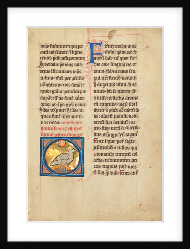 A Phoenix by Anonymous