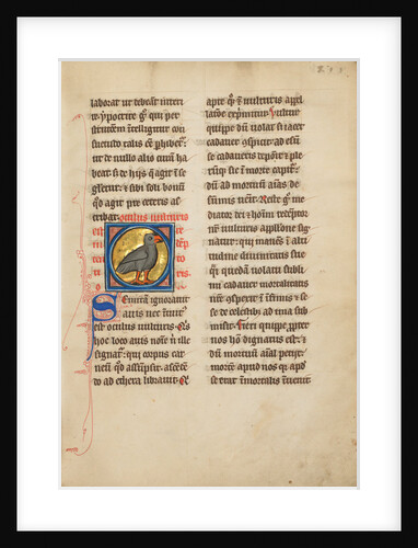 A Vulture by Anonymous