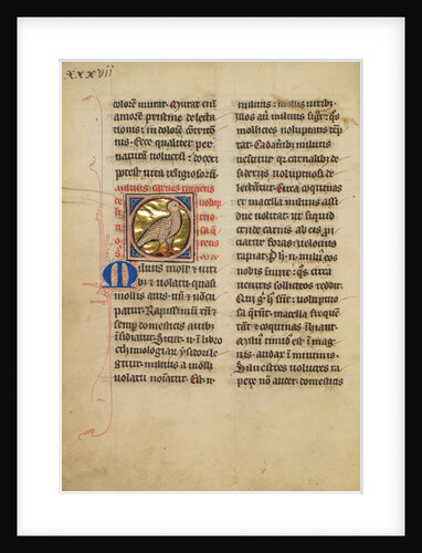 A Kite (Bird) by Anonymous