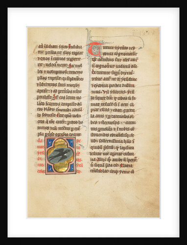 A Swallow by Anonymous