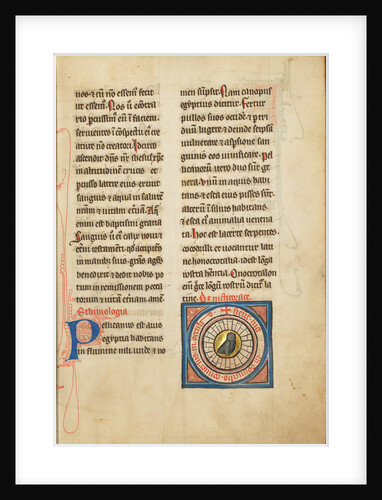 A Night Heron by Anonymous