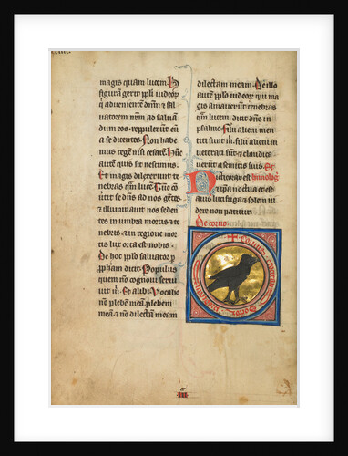 A Magpie by Anonymous