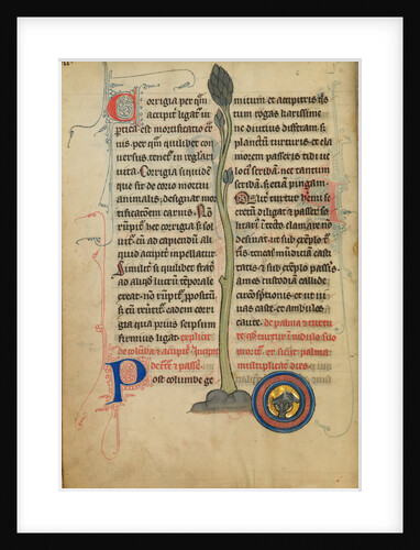 A Dead Turtle Dove in a Nest by Anonymous