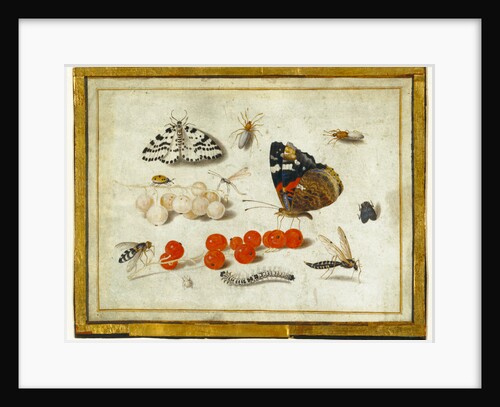 Butterfly, Caterpillar, Moth, Insects, and Currants by Jan van Kessel II