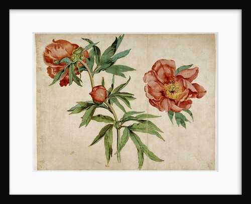 Studies of Peonies by Martin Schongauer