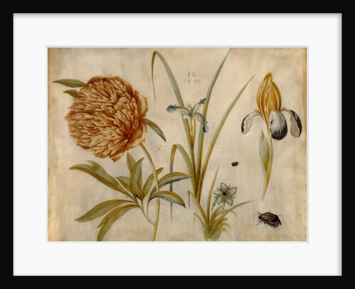 Flowers and Beetles by Hans Hoffmann