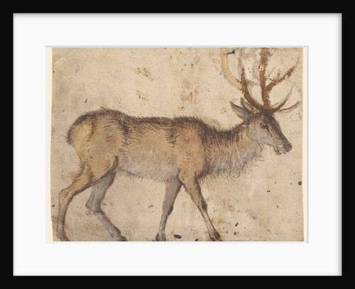 Study of a Stag (recto), Study of Goats (verso) by Lucas Cranach the Elder