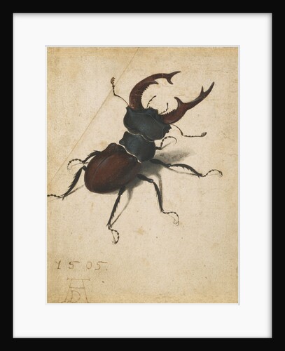 Stag Beetle by Albrecht Dürer