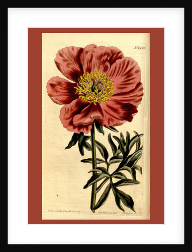 19th century botanical colour print by Anonymous