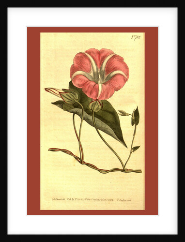 Botanical print by Sydenham Teast Edwards