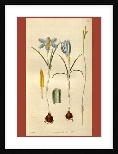 Botanical print by Sir William Jackson Hooker