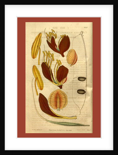 Botanical print or English natural history by Joseph Swan