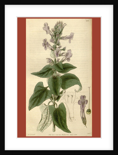 Botanical print by Sir William Jackson Hooker