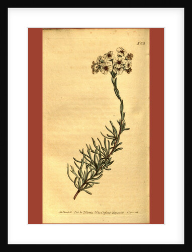 Botanical print by Sydenham Teast Edwards