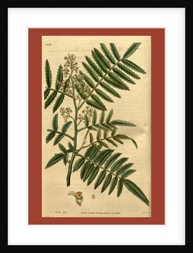 19th century botanical colour print by Anonymous