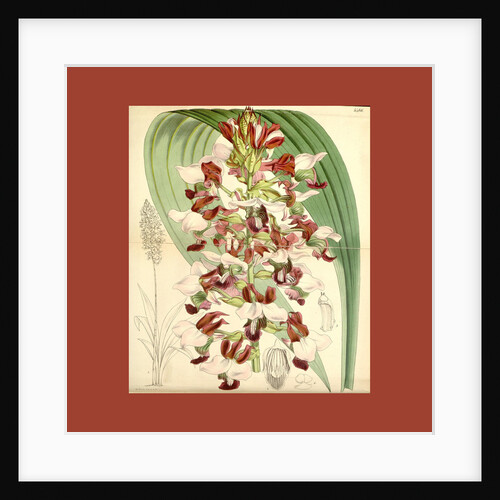 Botanical Print by Walter Hood Fitch