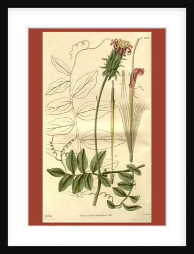Botanical print by Sir William Jackson Hooker
