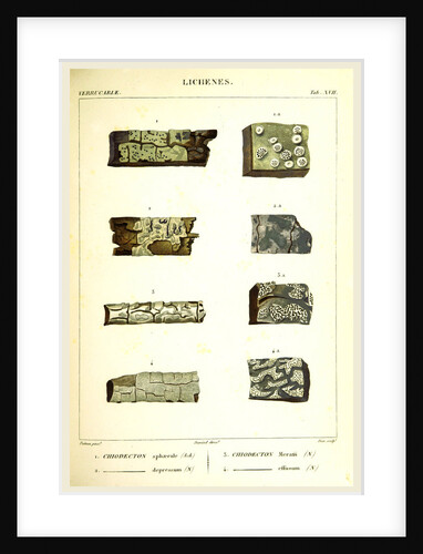 Lichenes by Anonymous