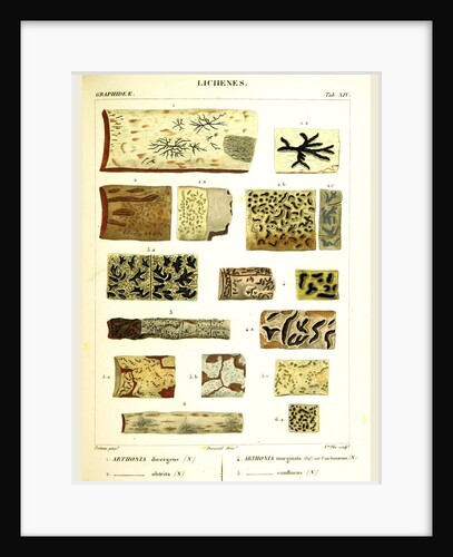 Lichenes by Anonymous