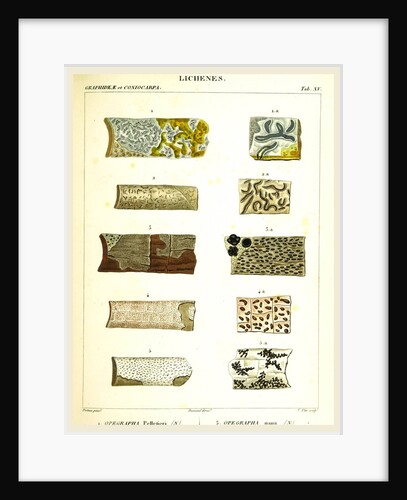 Lichenes by Anonymous