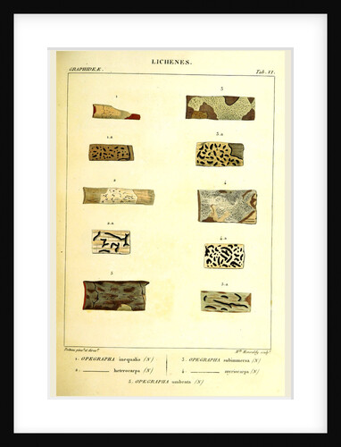 Lichenes by Anonymous