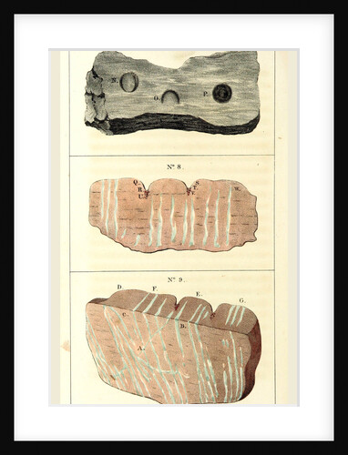 Observations on certain curious Indentations in the Old Red Sandstone of Worcestershire and Herefordshire, considered as the tracks of antediluvian animals by Anonymous