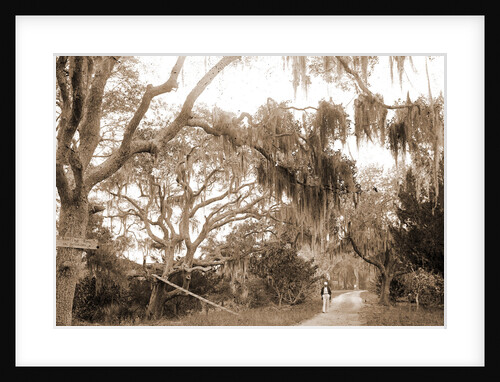 Road to Bostrom's, Ormond, Jackson, Roads, United States, Florida, Ormond Beach, 1880 by William Henry