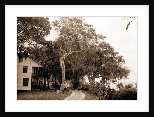 Bostrom's, near Ormond, Jackson, Bostrom's (Ormond Beach, Fla.), Buildings, United States, Florida, Ormond Beach, 1880 by William Henry