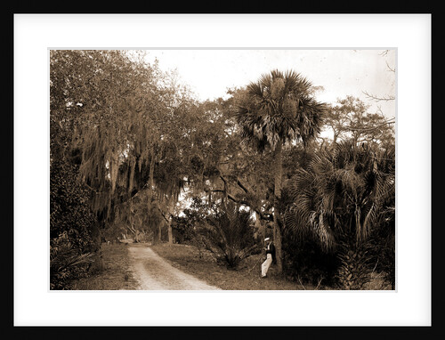 Near Bostrom's, Ormond, Jackson, Bostrom's (Ormond Beach, Fla.), Roads, United States, Florida, Ormond Beach, 1880 by William Henry