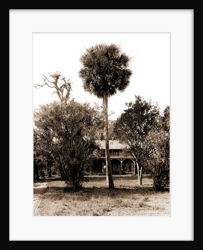 Orange grower's home, Ormond, Jackson, Palms, Dwellings, United States, Florida, Ormond Beach, 1880 by William Henry