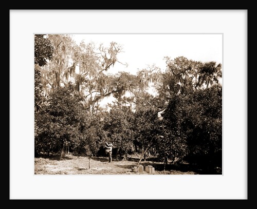 An orange grove on the Halifax, Fla, Jackson, Orange orchards, Harvesting, United States, Florida, Halifax River, 1880 by William Henry