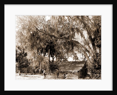 Orange pickers, Ormond, Fla, Jackson, Orange orchards, Harvesting, Thatched roofs, United States, Florida, Ormond Beach, 1880 by William Henry