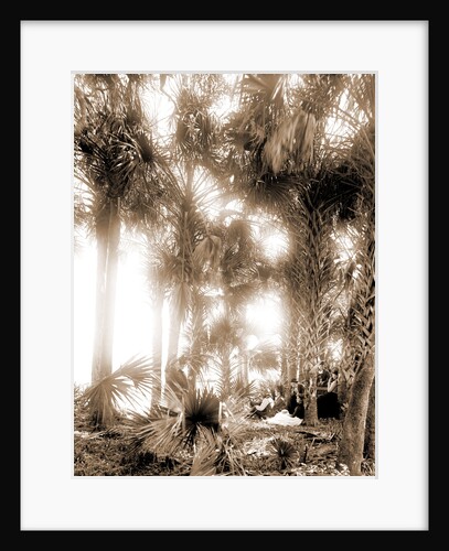 Picnicking on the Halifax, Jackson, Rivers, Palms, Picnics, Waterfronts, United States, Florida, Halifax River, 1880 by William Henry