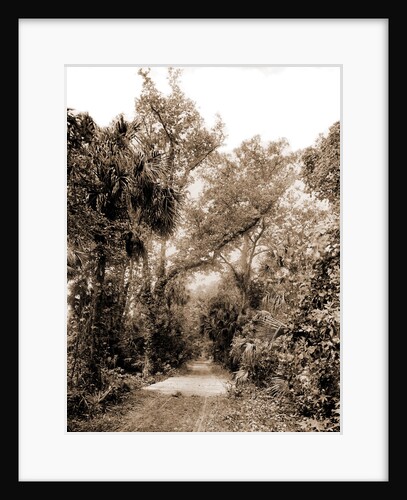The Hammock Road near Ormond, Jackson, Roads, United States, Florida, Ormond Beach, 1880 by William Henry
