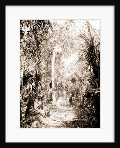 In the Ormond hammock, Jackson, Palms, Trails & paths, United States, Florida, Ormond Beach, 1880 by William Henry