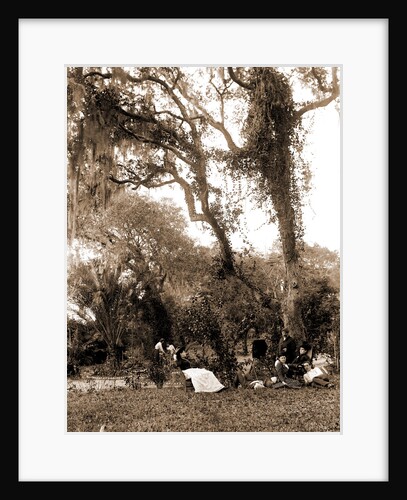 Garden near Daytona, A, Jackson, Gardens, United States, Florida, Daytona Beach, 1880 by William Henry