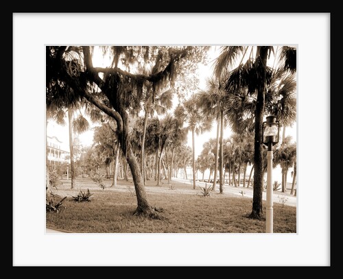 Hotel Rockledge, Jackson, Hotel Rockledge (Fla.), Hotels, Palms, Bays, United States, Florida, Indian River, 1880 by William Henry