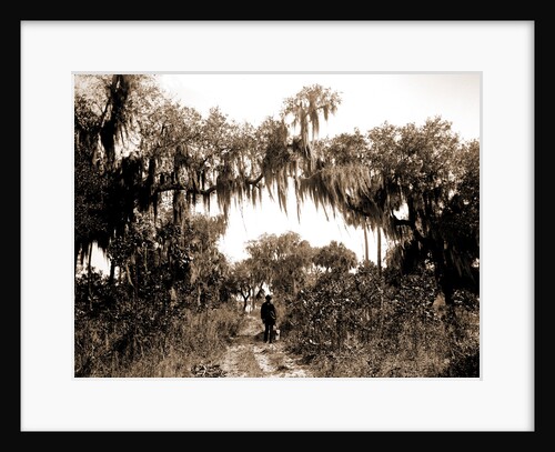 Road near Rockledge, Jackson, Roads, United States, Florida, Rockledge, 1880 by William Henry