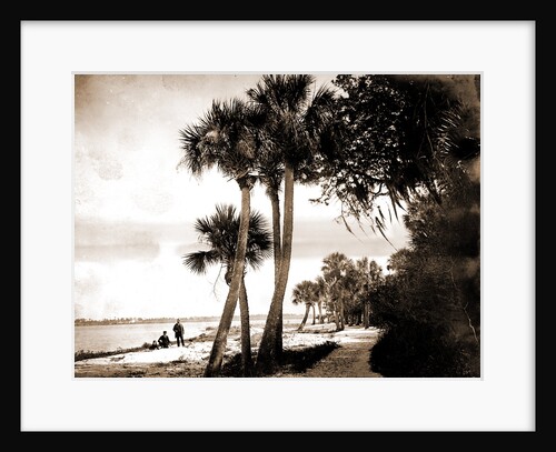 Indian River at Cocoa, Fla, Jackson, Palms, Waterfronts, Bays, United States, Florida, Indian River, United States, Florida, Cocoa, 1880 by William Henry