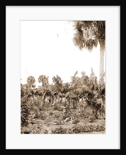 Banana plantation, Indian River, Jackson, Banana plantations, Waterfronts, Bays, United States, Florida, Indian River, 1880 by William Henry