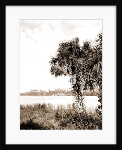 Landing at Eau Gallie, The, Jackson, Palms, Waterfronts, Bays, United States, Florida, Indian River, United States, Florida, Eau Gallie, 1880 by William Henry