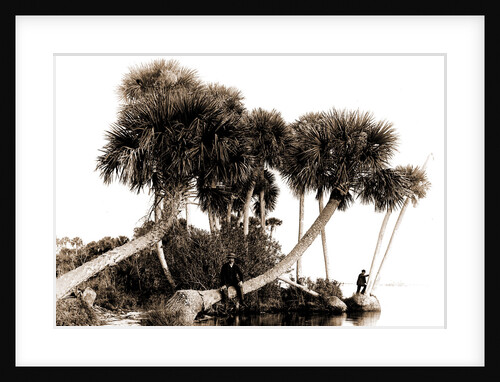 Studies in palms, Sebastian Creek, Florida, Jackson, Waterfronts, Palms, Bays, United States, Florida, Indian River, 1880 by William Henry