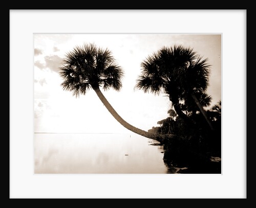 Palmettos near St. Sebastian, Jackson, Waterfronts, Palms, United States, Florida, Indian River, 1880 by William Henry